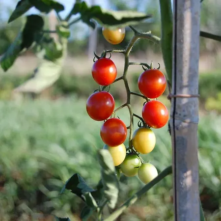 Societa Agricola La Staccionata Staranzano