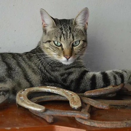 Societa Agricola La Staccionata