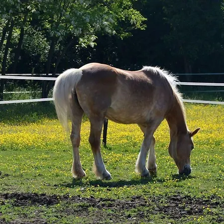 Societa Agricola La Staccionata Farma *