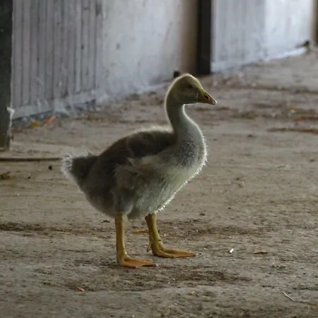 Societa Agricola La Staccionata Farma Staranzano