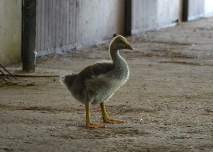 Societa Agricola La Staccionata Farm stay Staranzano